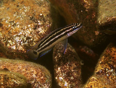 Julidochromis ornatus 'Chituta Bay'